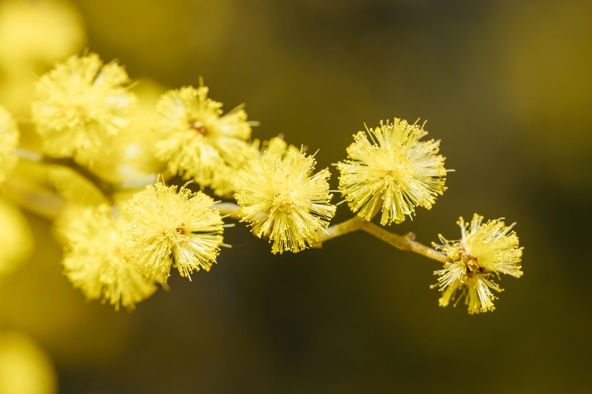 Close-up of yellow wattle blossoms on a branch.